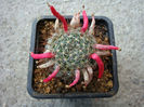 Mammillaria nana Backeb. 1963