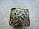 Mammillaria neoschwarzeana Fritz Schwarz 1949
