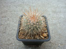 Mammillaria nunezii  (Britton & Rose) Orcutt 1926
