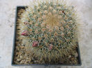 Mammillaria nunezii (Britton & Rose) Orcutt 1926