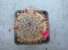 Mammillaria nunezii subsp. bella (Backeb.) D.R. Hunt.1997