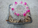 Mammillaria parkinsonii   Ehrenb.1840