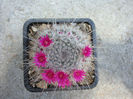 Mammillaria parkinsonii Ehrenb.1840
