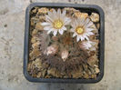 Mammillaria pennispinosa  Krainz 1948