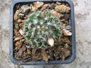Mammillaria picta ssp. Viereckii   (Boed.) D.R.Hunt.1997