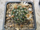 Mammillaria picta ssp. Viereckii  (Boed.) D.R.Hunt.1997