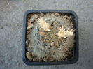 Mammillaria pilispina       J.A. Purpus 1912