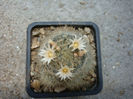 Mammillaria pilispina      J.A. Purpus 1912