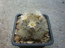 Mammillaria pilispina    J.A. Purpus 1912