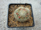 Mammillaria pilispina   J.A. Purpus 1912