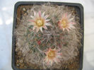 Mammillaria pilispina  J.A. Purpus 1912
