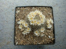 Mammillaria pilispina J.A. Purpus 1912
