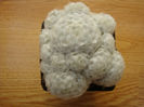 Mammillaria plumosa F.A.C. Weber 1898