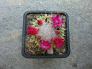 Mammillaria polythele 'inermis'