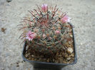 Mammillaria polythele  Mart. 1832