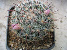 Mammillaria polythele Mart. 1832.