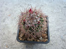 Mammillaria polythele subsp. durispina   (Boed.) D.R. Hunt.1997