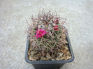 Mammillaria polythele subsp. durispina  (Boed.) D.R. Hunt.1997