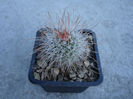 Mammillaria pondii ssp. setispina  (J.M.Coult.) D.R.Hunt 1997