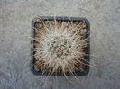 Mammillaria pondii ssp. setispina (J.M.Coult.) D.R.Hunt 1997