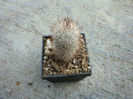 Mammillaria pottsii (Scheer ex Salm-Dyck 1850)