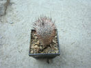 Mammillaria pottsii Scheer ex Salm-Dyck 1850
