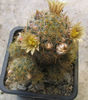 Mammillaria prolifera   (Mill.) Haw.1812