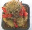 Mammillaria prolifera  (Mill.) Haw.1812