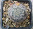 Mammillaria prolifera subsp. haitiensis   (K. Schum.) D.R. Hunt 1997