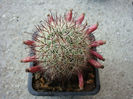 Mammillaria rekoi ssp. leptacantha f. flavispina.