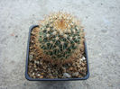 Mammillaria rhodantha subsp. fera-rubra (Schmoll ex R.T. Craig) D.R. Hunt 1997