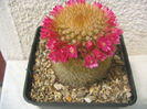 Mammillaria rhodantha subsp. pringlei  (J.M. Coult.) D.R. Hunt 1997