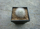 Mammillaria schwarzii        Shurly 1949