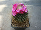 Mammillaria spinosissima cv.'UnPico'