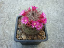 Mammillaria spinosissima ssp. tepoxtlana        D.R. Hunt 1997