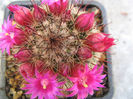 Mammillaria spinosissima ssp. tepoxtlana D.R. Hunt 1997