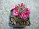 Mammillaria spinosissima ssp. tepoxtlana       D.R. Hunt 1997