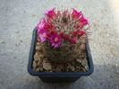 Mammillaria spinosissima ssp. tepoxtlana     D.R. Hunt 1997