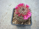 Mammillaria spinosissima ssp. tepoxtlana  D.R. Hunt 1997
