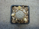 Mammillaria stella-de-tacubaya        Heese 1904