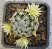 Mammillaria stella-de-tacubaya     Heese 1904