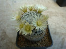 Mammillaria stella-de-tacubaya  Heese 1904