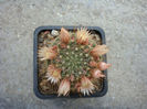 Mammillaria voburnensis subsp. collinsii   (Britton & Rose) U. Guzm