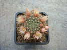 Mammillaria voburnensis subsp. collinsii  (Britton & Rose) U. Guzm