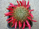 Mammillaria voburnensis subsp. collinsii (Britton & Rose) U. Guzm