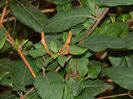 DSCN1015 lonicera