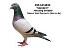 2102167-11-semisora-23-egal-1-hp-thailand-gpr-stranepoata-kaasboer-vd-wouwer-s10-5