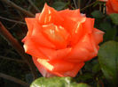 Rose Monica (2013, November 03)