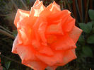 Rose Monica (2013, November 03)