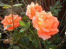 Rose Monica (2013, November 03)